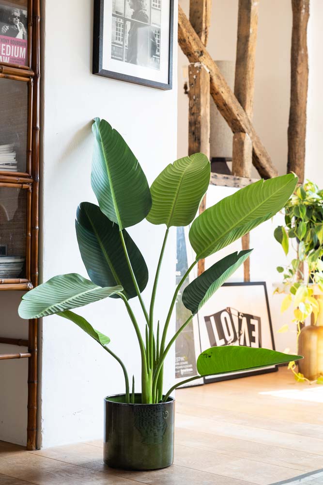 Belle plante artificielle Ravenala