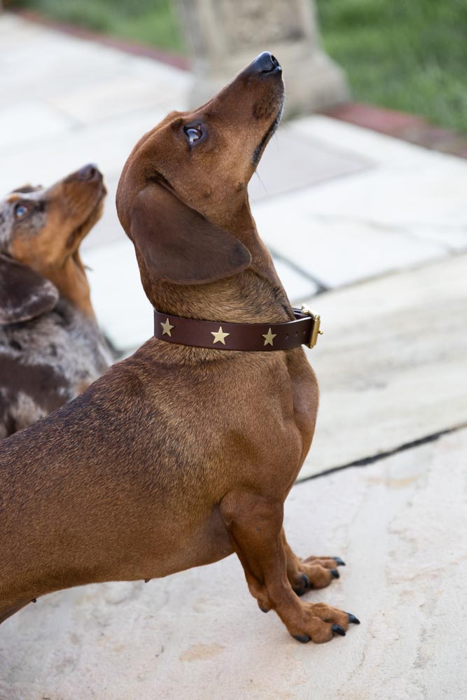 Collier pour chien en cuir marron avec étoiles - ÉCHANTILLON